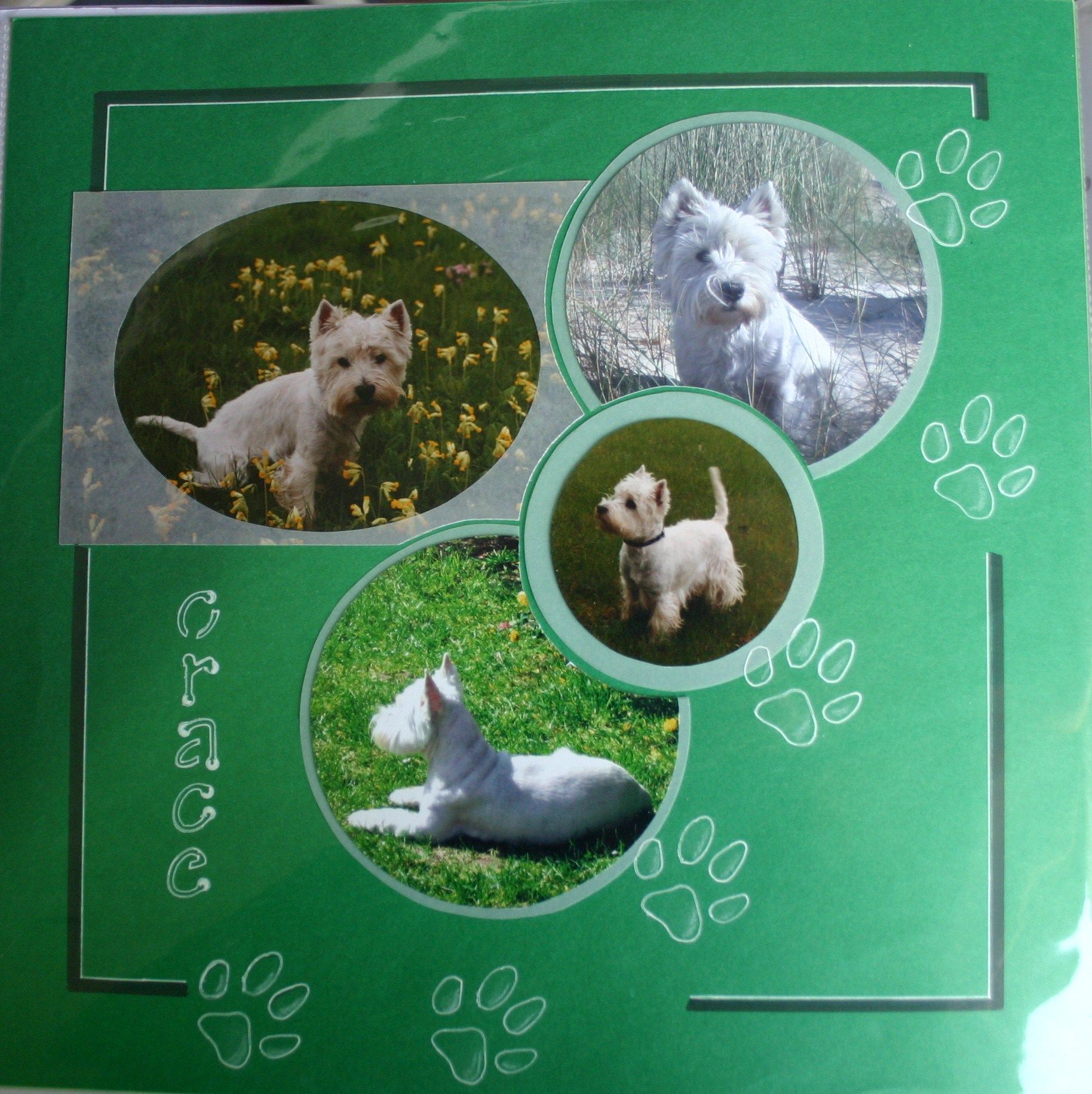 Orace , un adorable toutou